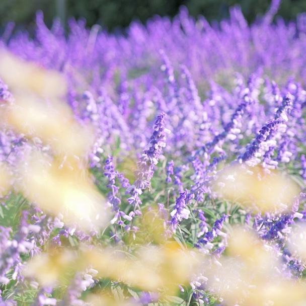 ＜花畑×ボケ＞風まで感じる花畑フォト