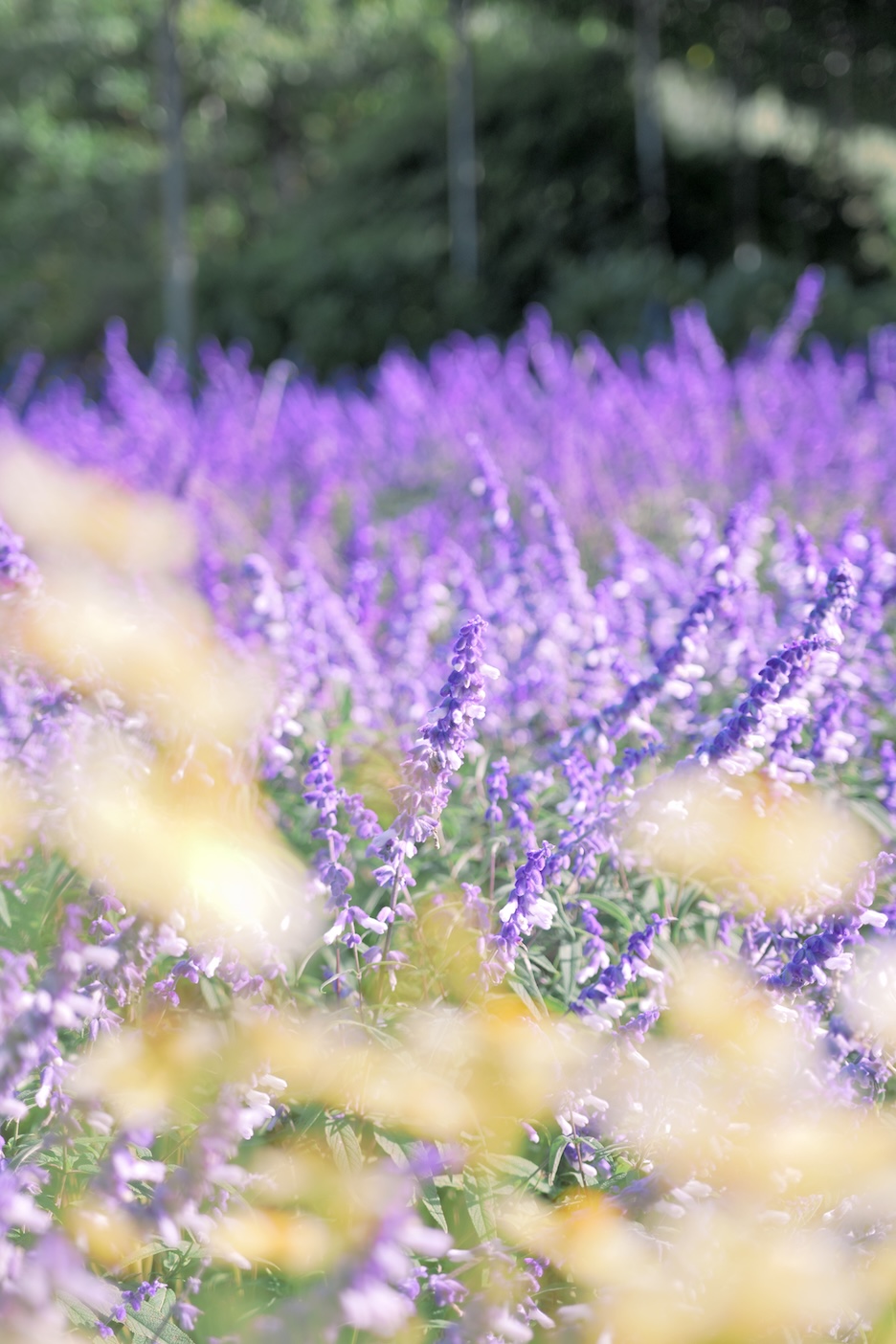 花畑の作例