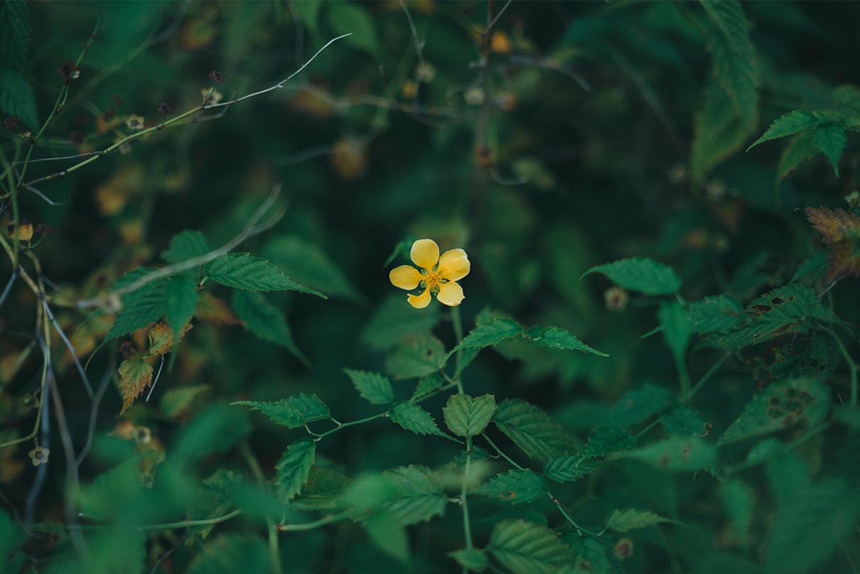 軍司拓実×NIKKOR Z 50mm f/1.4作品