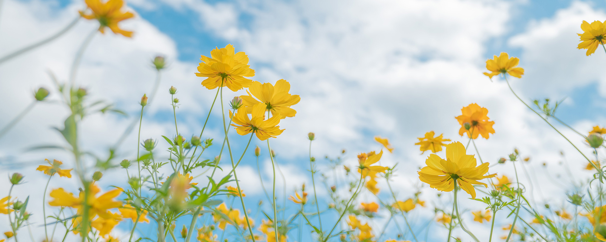 NIKKOR Z 17-28mm f/2.8メイン作例写真